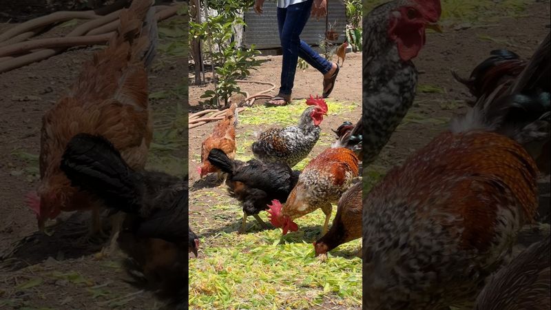 Bina Zameen Hara Chara #greenfodder #shorts #hydroponics