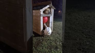 Goose’s Balloon Prank Went Wrong! 💥🎈🐶 #goose #dog #funny #animals #animalcomedy #dogreaction #funny