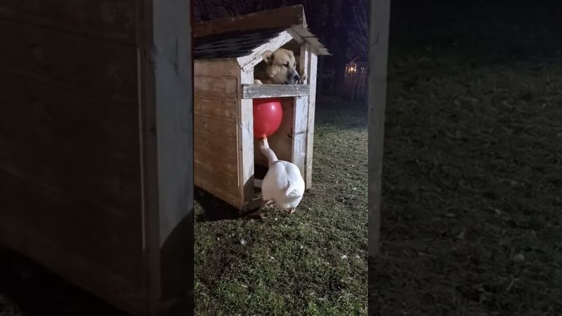 Goose’s Balloon Prank Went Wrong! 💥🎈🐶 #goose #dog #funny #animals #animalcomedy #dogreaction #funny