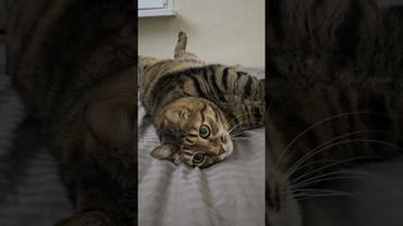 А у вас дождь идёт?🙀🤔😉🤣 #cat #кот #юмор #котушка #приколы #мем