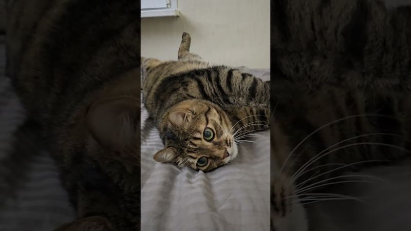 А у вас дождь идёт?🙀🤔😉🤣 #cat #кот #юмор #котушка #приколы #мем