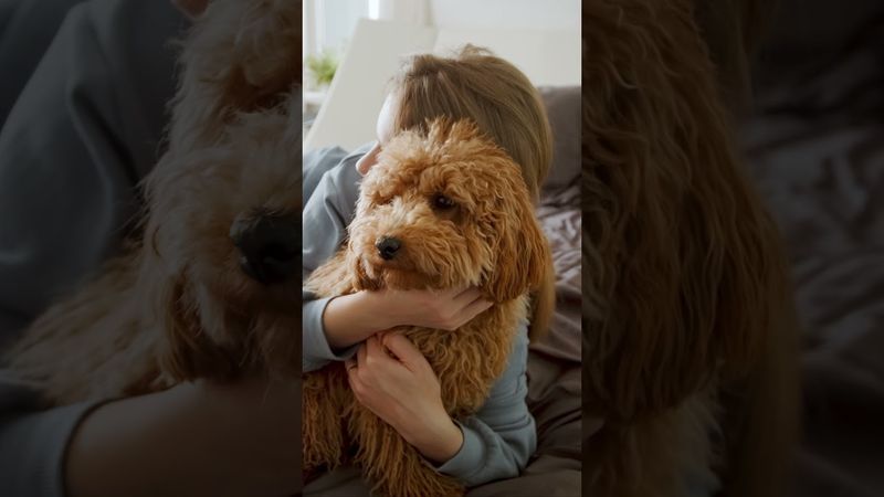 StockVideo - Woman Hugging a Dog | non copyright | Free Download | shorts