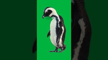 Green Screen - Baby Penguin