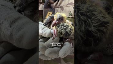 Inside Europe’s last military pigeon loft | AFP #shorts