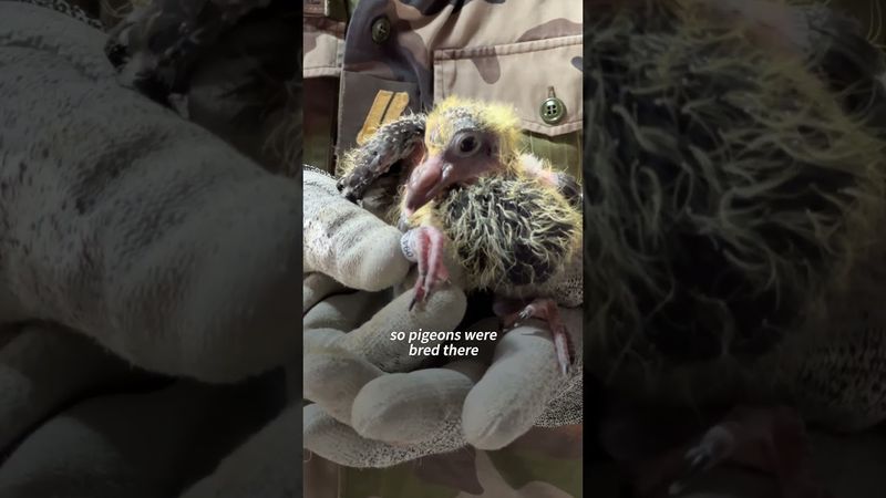 Inside Europe’s last military pigeon loft | AFP #shorts