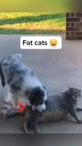 Keep Following for more videos ❤️ #fatcat #funnyvideos #cat 