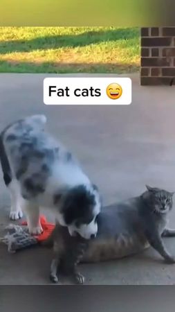 Keep Following for more videos ❤️ #fatcat #funnyvideos #cat 