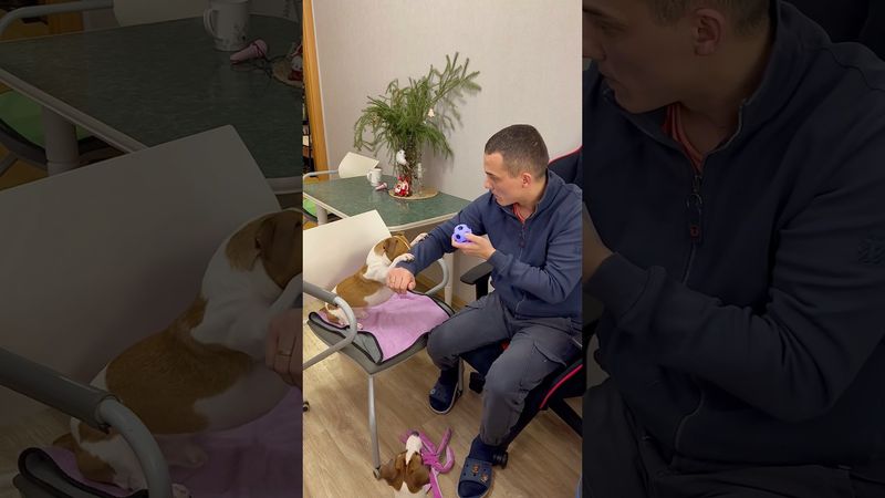 Необычные команды для собаки #джекрасселтерьер #собака #честер #суперсобака