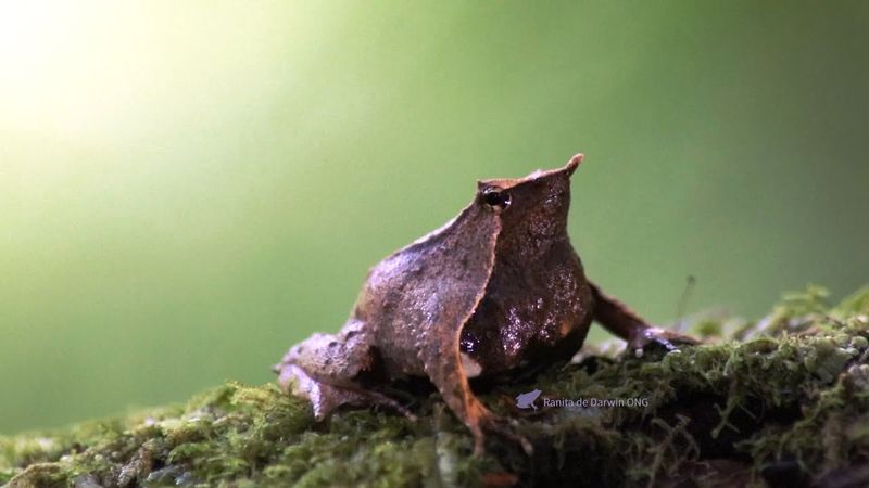 Редких земноводных – ринодерм Дарвина – спасают в Чили