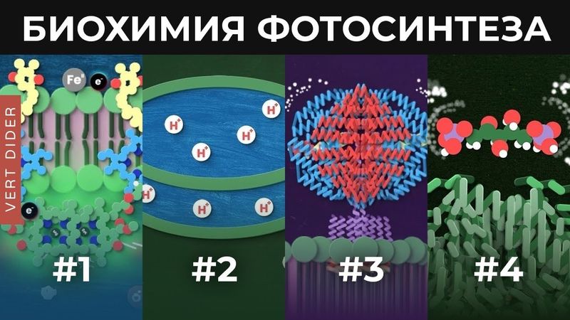 Биохимия фотосинтеза [Clockwork]