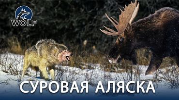 СУРОВАЯ АЛЯСКА | Борьба дикой природы за выживание #дикаяприрода | WOLF