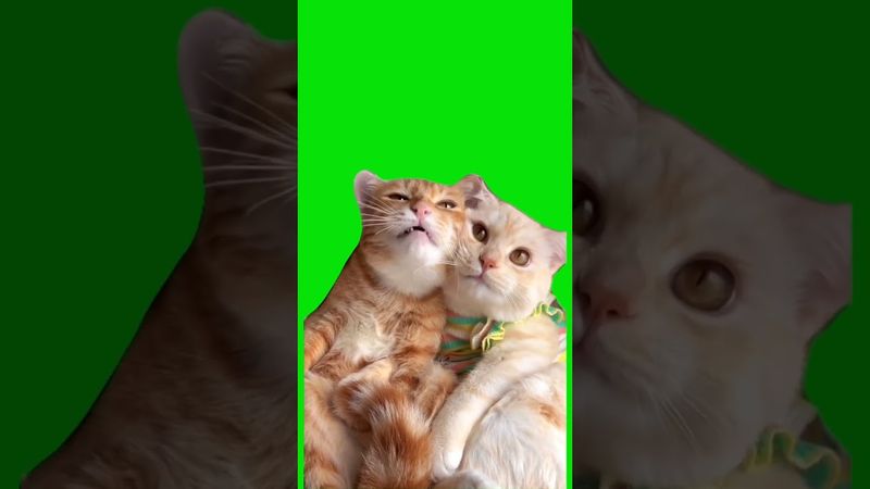 A couple of cats | Green Screen #memes #cat #couple #greenscreens #trend #love