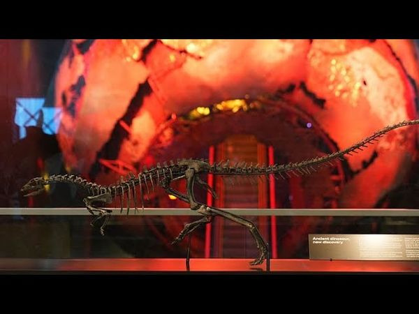 Meet Enigmacursor: New dinosaur species unveiled at London's Natural History Museum