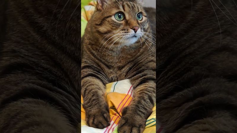 Ругаться не хорошо 🙀🤔😉🤣 #cat #кот #юмор #котушка #приколы #цитаты #шутки