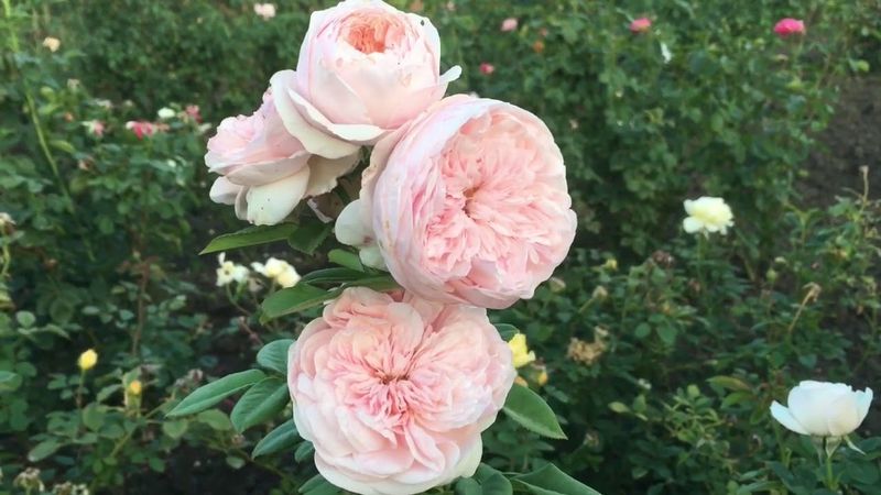 Роза Клер Роуз