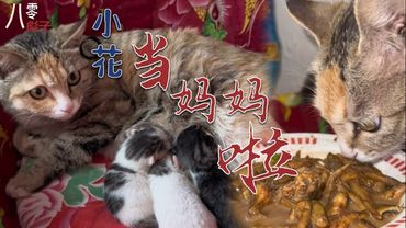 |八零彪子|農村生活|懷舊美好時光| 小花當媽媽啦，Pregnant Kitten 產房傳喜訊厚樸小花昨天生了六個小貓咪#懷舊美好時光 #手工製作