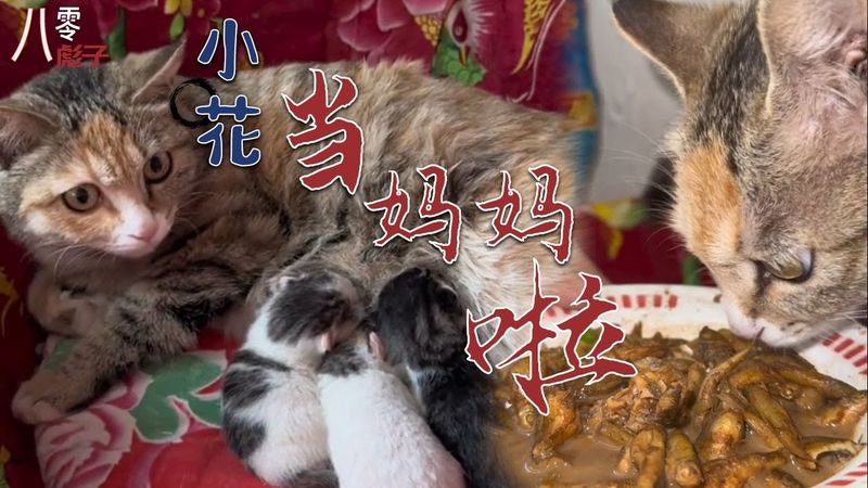 |八零彪子|農村生活|懷舊美好時光| 小花當媽媽啦，Pregnant Kitten 產房傳喜訊厚樸小花昨天生了六個小貓咪#懷舊美好時光 #手工製作