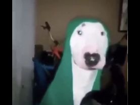 наглухо ебанутая собака стучит по кастрюле