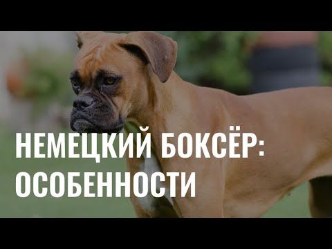 Немецкий боксер: особенности и содержание породы собак