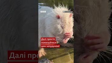 Це майстерклас умивання від нутрії із парку історичної реконструкції  "Оствиця" у Рівному #shorts
