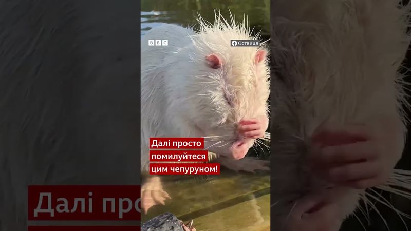 Це майстерклас умивання від нутрії із парку історичної реконструкції  "Оствиця" у Рівному #shorts