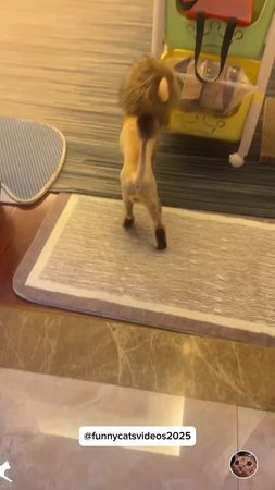 Cat after shaving 😂 #cat #funnycat #funnyvideos #fyp #pourtoi 