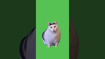Huh Cat Meme | Green Screen #greenscreen #catmeme #meme #huhcat