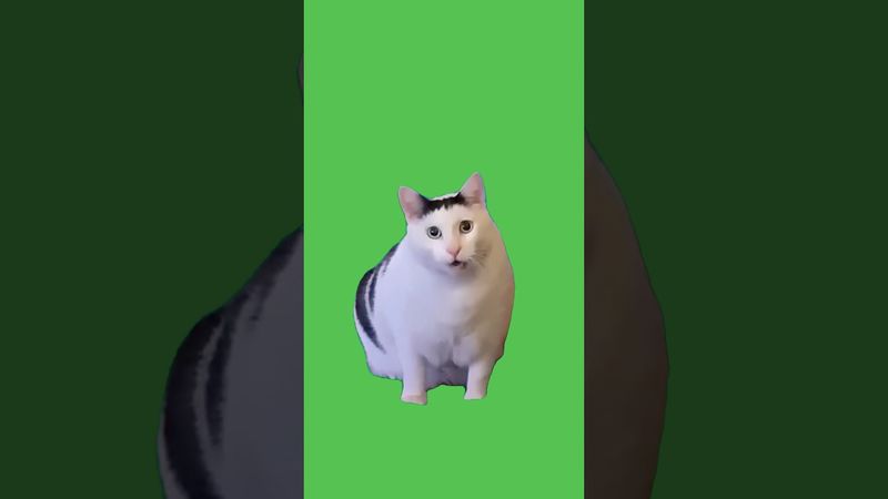 Huh Cat Meme | Green Screen #greenscreen #catmeme #meme #huhcat