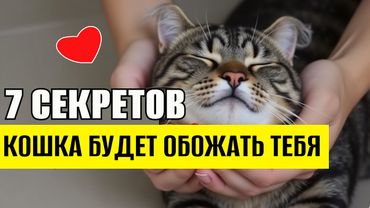 7 Секретов, от которых кошка начнёт тебя ОБОЖАТЬ #кот #кошки