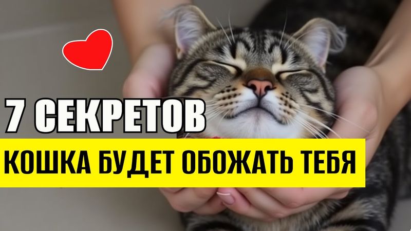 7 Секретов, от которых кошка начнёт тебя ОБОЖАТЬ #кот #кошки