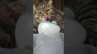 🎷 Релакс 😻🤗🤩🤣 #cat #кот #love #music #saxophone #котушка #romantic