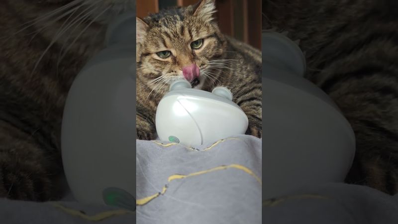 🎷 Релакс 😻🤗🤩🤣 #cat #кот #love #music #saxophone #котушка #romantic