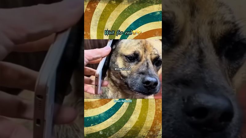 Wait for end😂🤣#waitforend #dog #doglife #friends #funny #comedy #tamil #trending #shorts #viralvideo