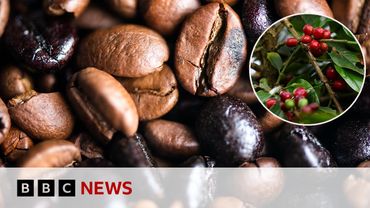 Inside Colombia's coffee harvest as questions remain around US tariffs | BBC News