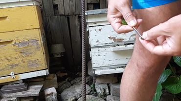 Лечение пчелиным ядом боль в суставах