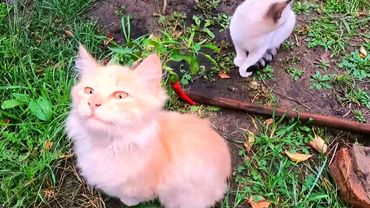 #Славянск. 1 октября 2025г. Вечер.