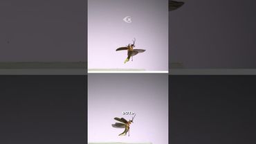 Почему насекомые летят на свет?