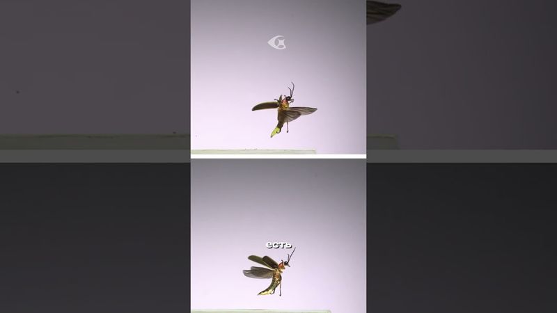 Почему насекомые летят на свет?