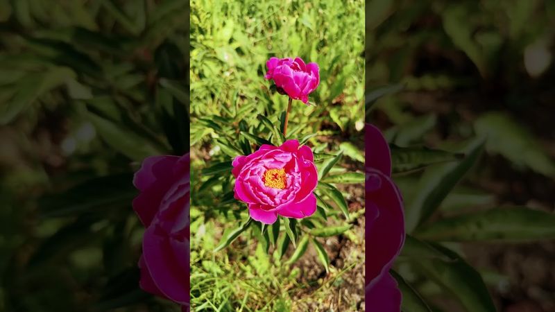 Пион Ред Сара бернар первое цветение #цветы #peony  #redsarahbernhardt #пионы #пионкитайский