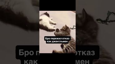 Кошачья любовь #music #мем #этожизнь #жизнь #юмор #смехпродлеваетжизнь #мемас #мемы #memes
