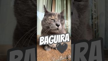 Esa narizita en forma de 🖤#gato #gatos #shorts #apoyo #cutecat #catlovers #猫 #고양이 #kitten #gatitos