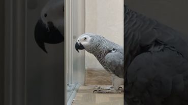 Попугай Гоша#Хорошка. В поисках... Мурзика 🤔🙂