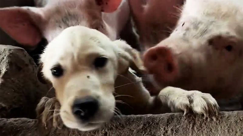 The little Labrador lives in a pigsty, always hungry, attacked, living in Despair
