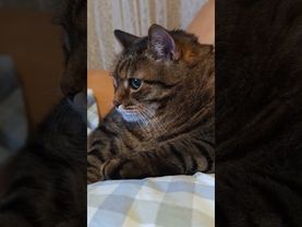 Подкаблучник 🙀🤔😉🤣 #cat #кот #юмор #котушка #приколы #цитаты