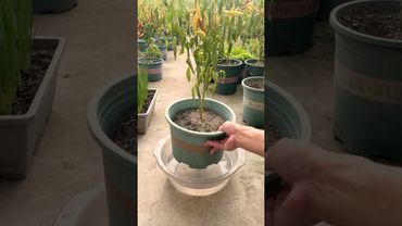 Right Way for Watering Potted Plants #farmingtech @HappyFarm85