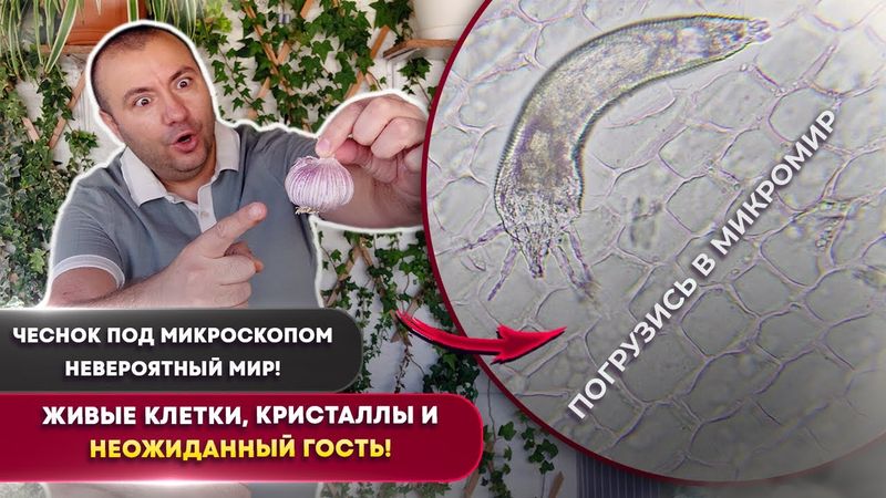🧄 Чеснок под микроскопом | Живые клетки, шелуха, кристаллы и неожиданный луковый клещ