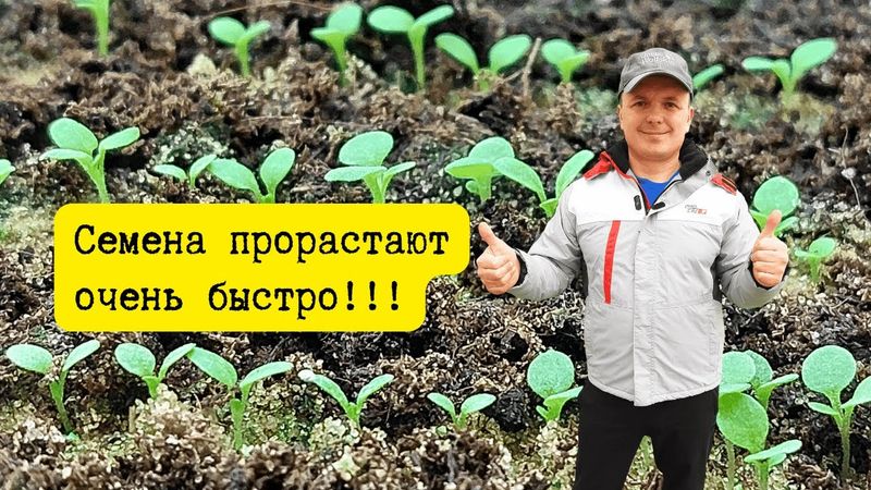 Посеянные семена всходят быстро и дружно — вот что нужно сделать.
