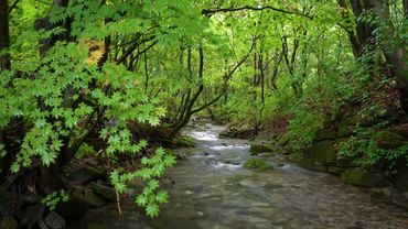 Beautiful Forest Sounds, Peaceful Stream, Birdsong, ASMR