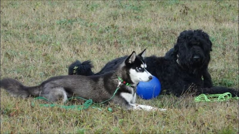 Догтренинг 449. Урок повышенной сложности в поле. Новые задачи и упражнения.