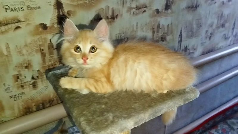 #Славянск. 16 августа 2025г. Утро. Лебеди порадовали)